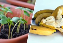 How To Use Banana Peels In Your Garden