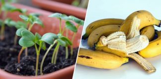 How To Use Banana Peels In Your Garden