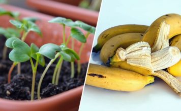 How To Use Banana Peels In Your Garden