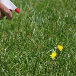 The Best Natural Weed Killer For Your Garden