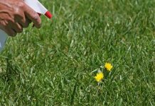 The Best Natural Weed Killer For Your Garden