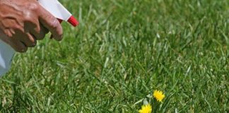 The Best Natural Weed Killer For Your Garden
