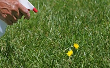 The Best Natural Weed Killer For Your Garden