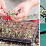 53-Plants-Herbs-You-Can-Propagate-From-Cuttings-890x395_c-696×309