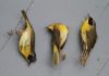 Combinations Of 36 Different Pesticides Found In Dead Birds Nests