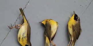 Combinations Of 36 Different Pesticides Found In Dead Birds Nests