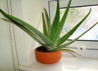 How To Grow And Care For Aloe Vera At Home