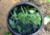 How To Use Nettle Manure For Anti-Parasitic Natural Fertilizer