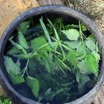 Fertilizer-from-nettles-how-to-prepare-herbal-infusion-1