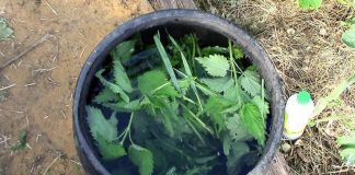 How To Use Nettle Manure For Anti-Parasitic Natural Fertilizer