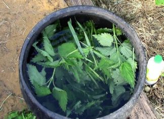 How To Use Nettle Manure For Anti-Parasitic Natural Fertilizer