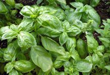 The Secret To Growing A Giant Basil Bush