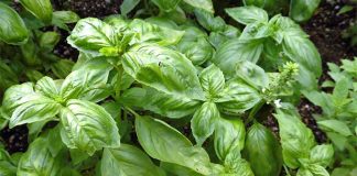 The Secret To Growing A Giant Basil Bush