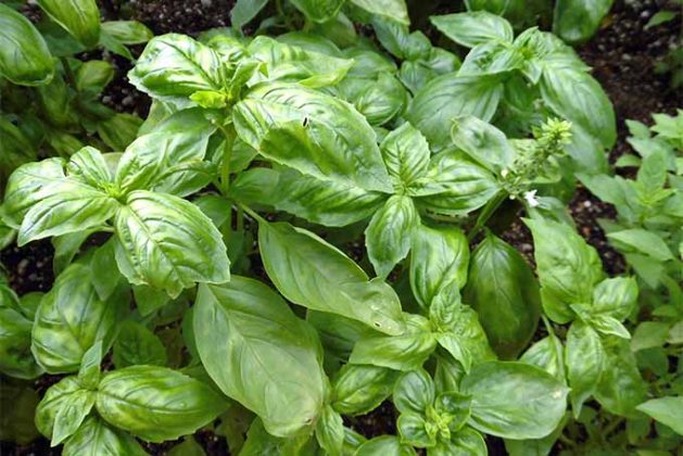 The Secret To Growing A Giant Basil Bush | Grandma's Things