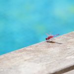 How-to-Keep-Bugs-Out-of-Your-Swimming-Pool