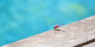 How To Get Bugs Out Of Your Pool In A Jiffy!