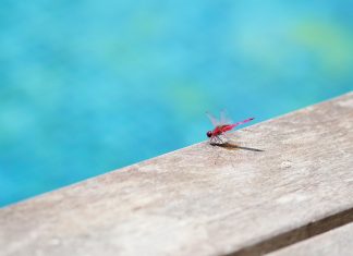 How To Get Bugs Out Of Your Pool In A Jiffy!