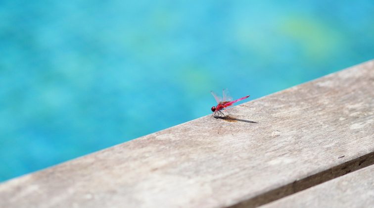 How To Get Bugs Out Of Your Pool In A Jiffy! Grandma's