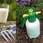 Use-Milk-in-the-Garden-and-be-ready-for-these-8-surprises-2