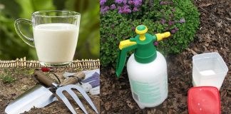 7 Strange But Effective Uses Of Milk In Your Garden