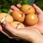 5 Reasons To Keep Used Eggshells