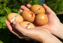 5 Reasons To Keep Used Eggshells