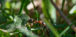 The Most Effective Ways To Get Rid Of Ants In Your Garden