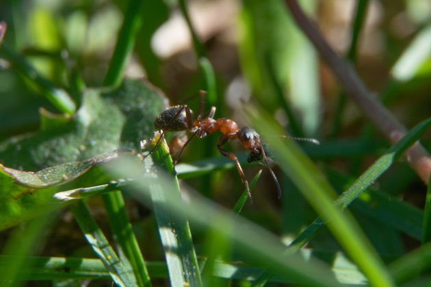 The Most Effective Ways To Get Rid Of Ants In Your Garden - Grandma's