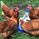 backyard-chickens-halifax