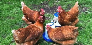 Everything You Need To Know Before Laying Chickens In Your Garden