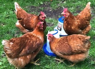 Everything You Need To Know Before Laying Chickens In Your Garden