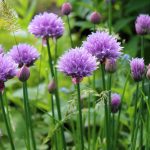 chives-display-crop