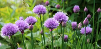 12 Reasons To Start Growing Your Own Chives