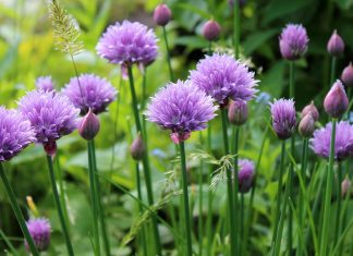 12 Reasons To Start Growing Your Own Chives