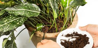 7 Smart Ways To Use Coffee In Your Garden