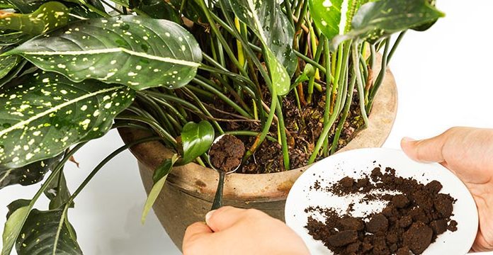 7 Smart Ways To Use Coffee In Your Garden