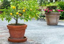 Here’s How To Grow A Lemon Tree In A Pot!