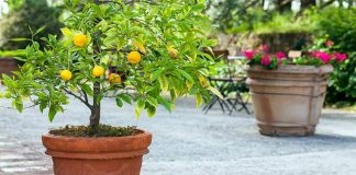 Here’s How To Grow A Lemon Tree In A Pot!