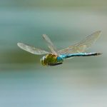 dragonfly-3736197-696×464