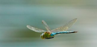 How To Attract Dragonflies And Their Benefits To Your Garden