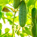 fresh-ripe-cucumbers-growing-in-greenhouse-royalty-free-image-627728100-1531512281