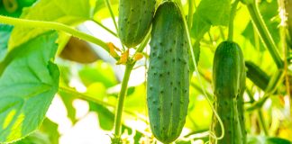 Never Buy Cucumber Again, Grow Them Instead!