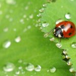 ladybug-1058775