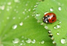 How To Attract Ladybugs To Your Garden