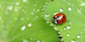 How To Attract Ladybugs To Your Garden