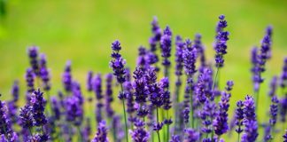 11 Things To Plant To Get Rid Of Mosquitoes