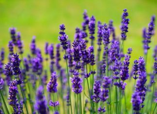 11 Things To Plant To Get Rid Of Mosquitoes