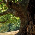 maxresdefault-1-1-696×392