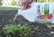 12 Gardening Uses Of White Vinegar