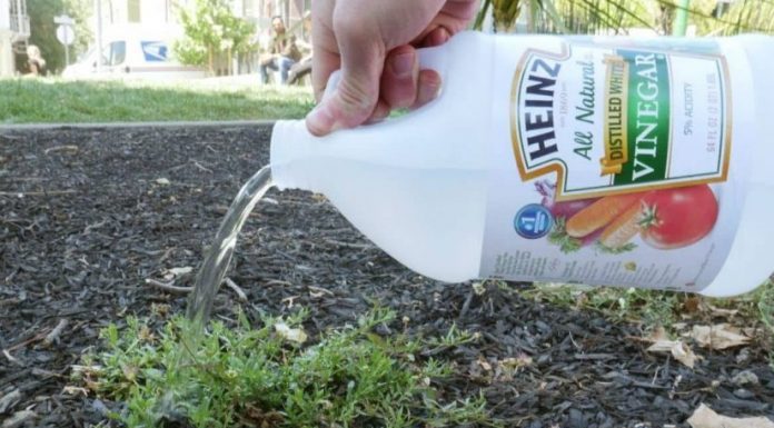12 Gardening Uses Of White Vinegar
